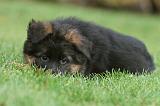 BERGER ALLEMAND 202